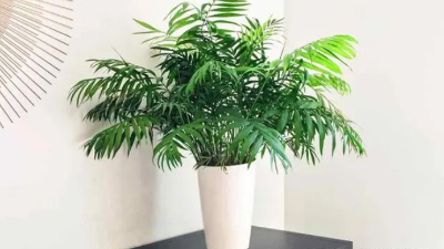 適合新房裝修后的綠植，好看還能除甲醛，附帶其習(xí)性攻略?、? /></a></dt>
                        <dd>
                            <h4><a class=